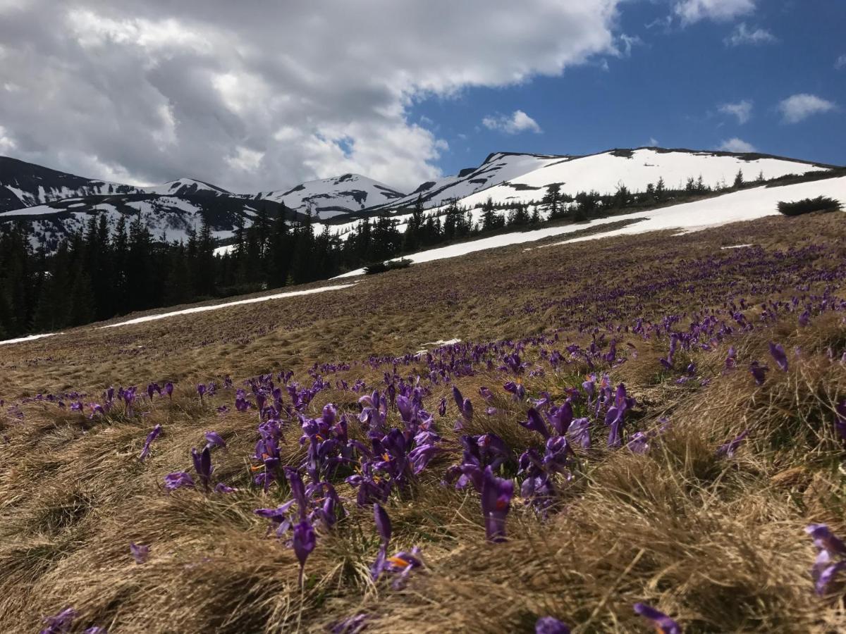 Alpin Eco Chalet & Wellness Dragobrat Luaran gambar